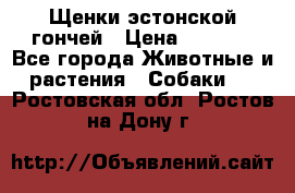 Щенки эстонской гончей › Цена ­ 7 000 - Все города Животные и растения » Собаки   . Ростовская обл.,Ростов-на-Дону г.